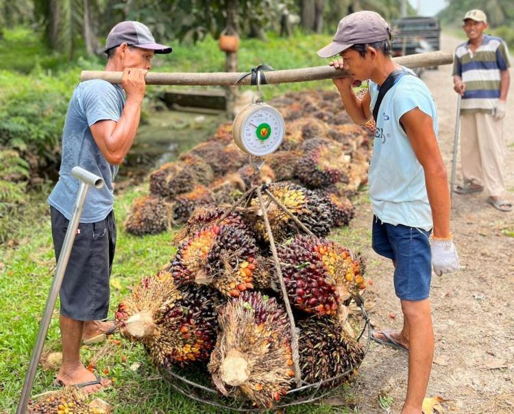 Produksi Diprediksi Naik, Harga Sawit di Sumbar Juga Mulai Melambung Pekan Ini