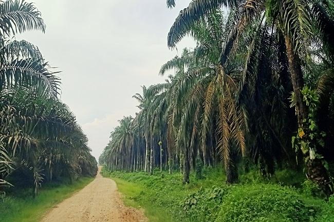 Serius Sikat Mafia Lahan Sawit di Riau, Pemprov Libatkan KLHK