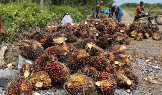 Begini Kondisi Harga Sawit Swadaya di Sumut Pekan Pertama 2024