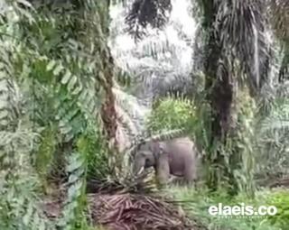 Petani Sawit Was-was ke Kebun, Dua Ekor Gajah Berkeliaran