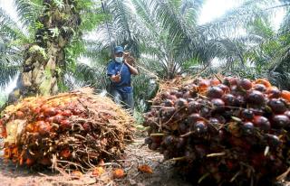 KPBN Bakal Gulung Tikar, ICDX Harus Jungkir Balik Kembangkan Bursa CPO