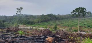 Tim Khusus Dikerahkan Buru Tersangka Perambah Hutan Jadi Kebun Sawit