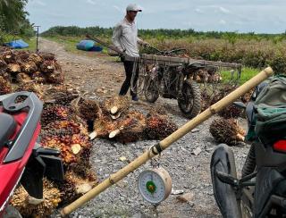 Merangkak Naik, Kelapa Sawit di Sumut Dibeli Rp2.525,73/Kg