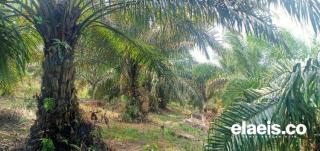 Musim Hujan Bikin Rendeman Sawit di Riau Turun, Kok Bisa?