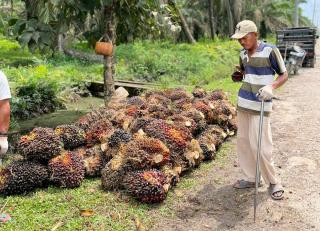 Buah Muda Mulai Muncul, Produksi Sawit di Sumbar Diprediksi Moncer Awal Februari