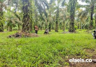 1.392 Hektar Kebun Sawit di Rohul Tak Produktif dan Rusak 