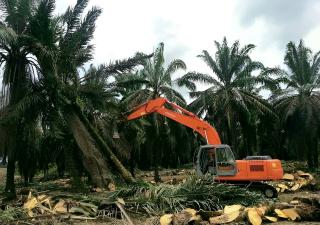 3.671 Petani Sawit di Riau Ajukan PSR Tahun 2023, Luasnya 8.196 Hektar 