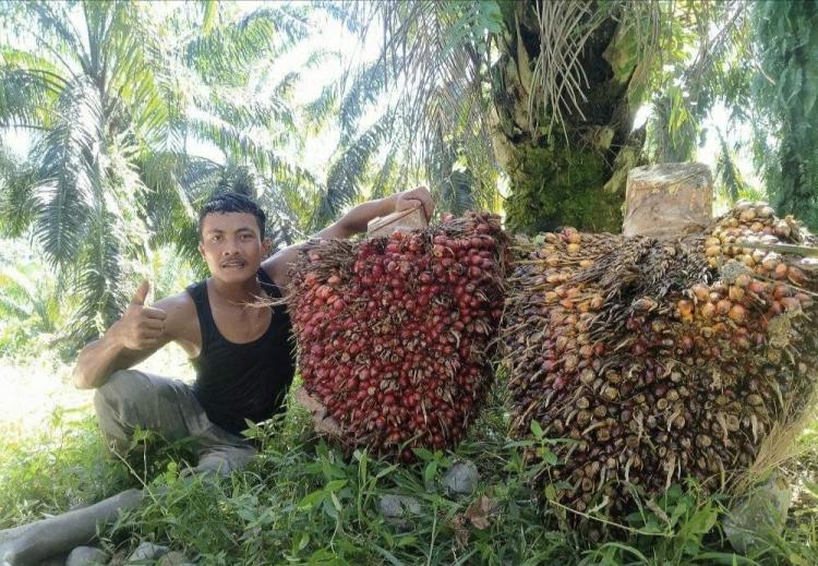 Petani Sawit di Bengkulu Akui Kualitas TBS Kelapa Sawit Unggul Teruji