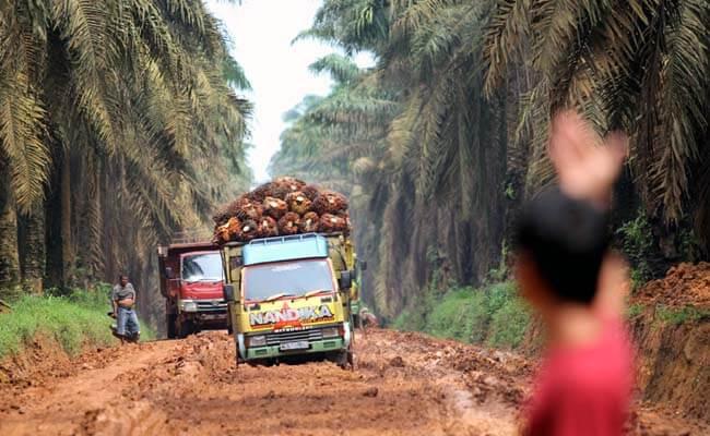 Pemkab Bengkulu Utara Siap Bangun Jalan Menuju Sentra Perkebunan Sawit