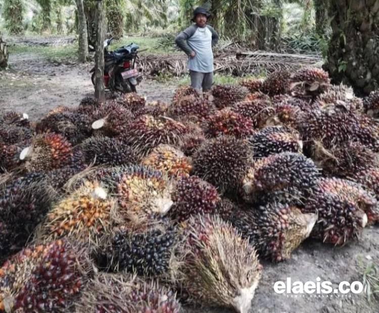 Agar Untung Maksimal, Petani Harus Pahami Cara Berinvestasi di Kebun Kelapa Sawit