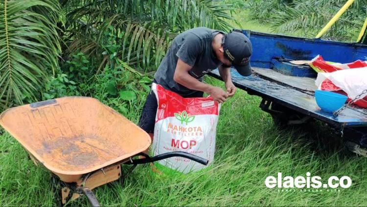 Petani Kelapa Sawit di Bengkulu Tengah Terpaksa Beli Pupuk KCL Akibat Kelangkaan NPK