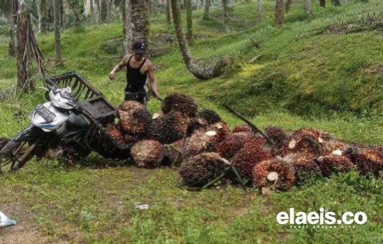 Petani Sawit di Bengkulu Harus Dilindungi