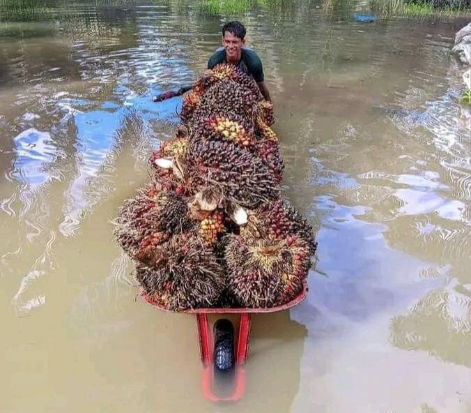 Harga TBS Kelapa Sawit di Bengkulu Terendah di Sumatera, Kok Bisa!