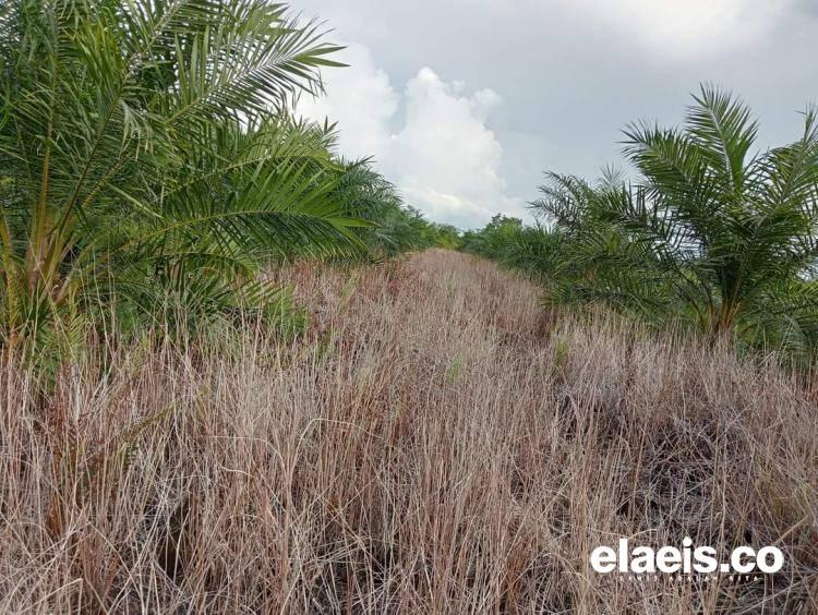 Petani Sawit di Bengkulu Disarankan Menggunakan Pestisida Alami