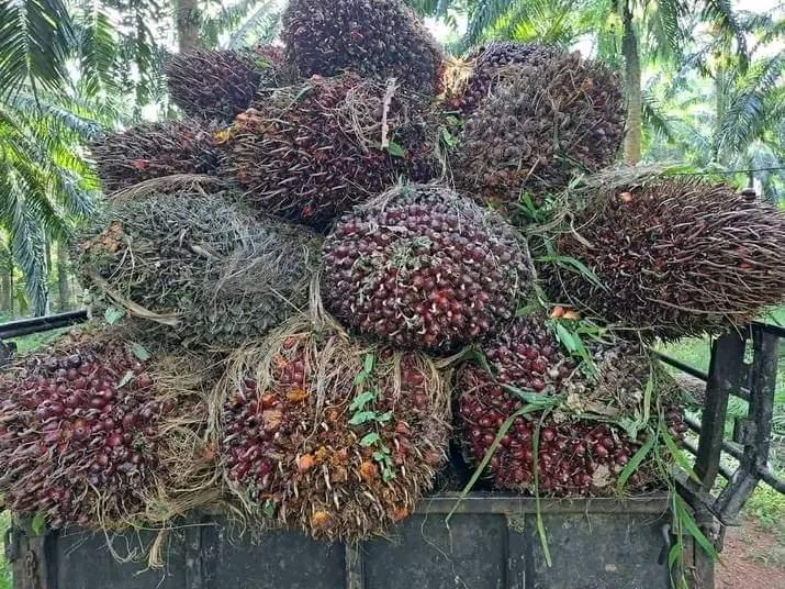 Ternyata, Sudah 3 Kali Perusahaan Sawit Milik Hartati Murdaya dapat SP, tapi ...