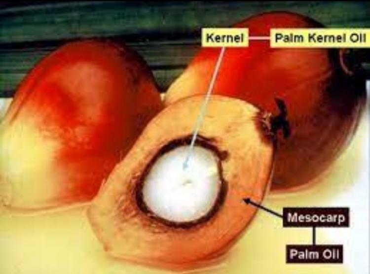 Harga Jual Kernel Perusahaan Mitra Swadaya di Riau Anjlok 