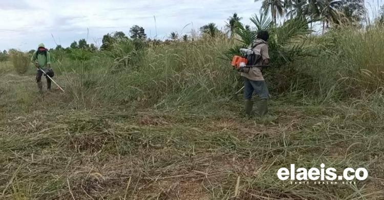 Petani Kelapa Sawit di Bengkulu Kecewa Tidak Pernah Dapat Bantuan Alsintan