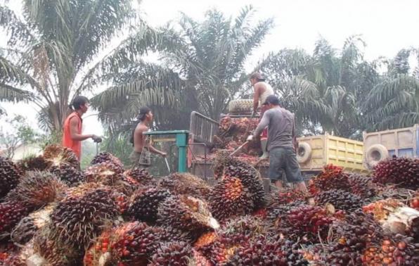 Keuntungan Petani Sawit Naik Lagi, Begini Laporan yang Diterima Apkasindo