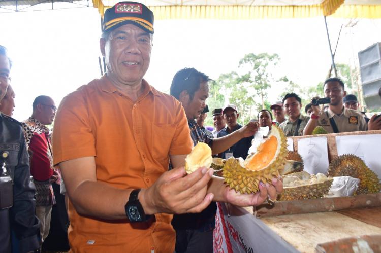 Pemkab Rejang Lebong Fokus Kembangkan Tanaman Kelapa Sawit dan Durian