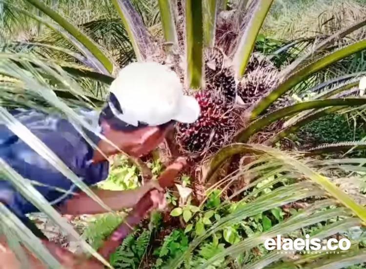 Tingkat Literasi Petani Sawit di Bengkulu Minim