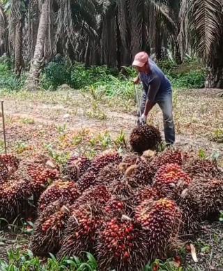 Sedih Loh Lihat Harga Penawaran CPKO pada Tender KPBN Periode 2 Januari 2024