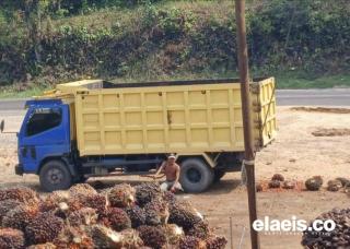 BUMDes di Bengkulu Bisa Berbisnis TBS Kelapa Sawit