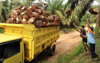 Sempat Lesu Minggu Lalu, Kini Harga Sawit di Jambi Naik Lagi