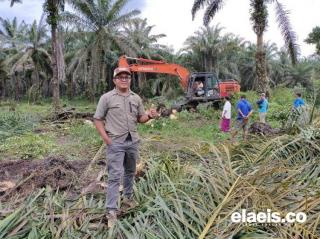 Kelangkaan Pupuk Ganggu Program PSR di Bengkulu