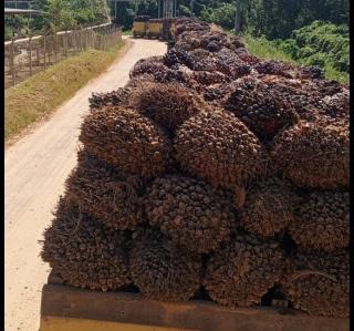 Infrastruktur Tak Memadai Bikin Petani Sawit di Aceh Tamiang Menderita, Tiap Panen Hanya Terima Rp150 per Kg