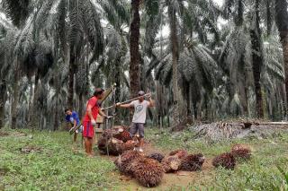 Harga TBS Sawit Mitra Swadaya di Riau Makin Dekati Rp 2.700/Kg