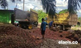 Merangkak Naik, Harga Sawit di Kaltim Rp2.410,04 per Kg