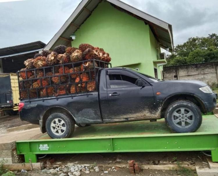 Harga Kelapa Sawit Naik, Masyarakat Bengkulu 