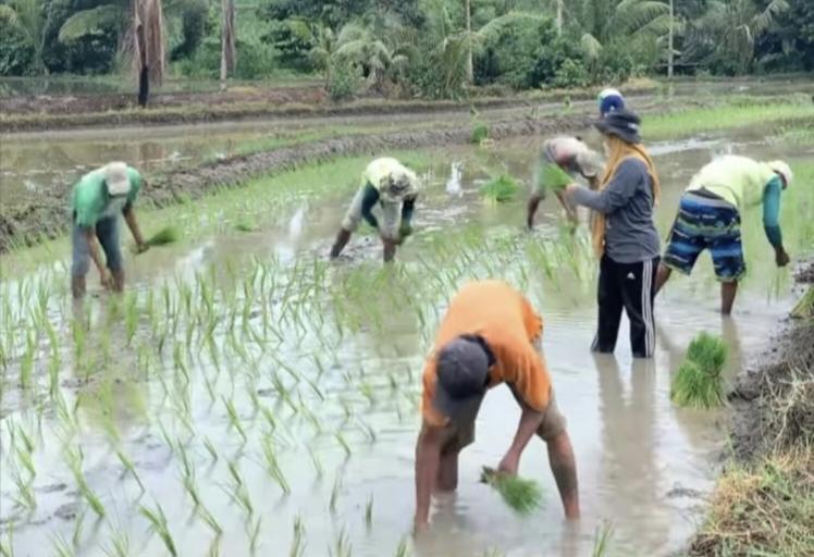 Mau Tanam Padi, Petani Sawit di Bengkulu Selatan Akan Diberi Bantuan Benih Padi