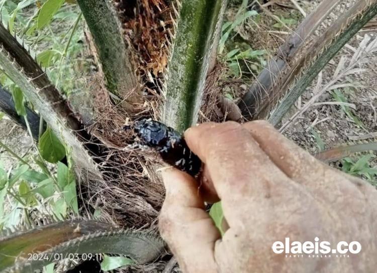 Petani di Bengkulu Harus Mewaspadai Hama Kumbang Pada Tanaman Kelapa Sawit