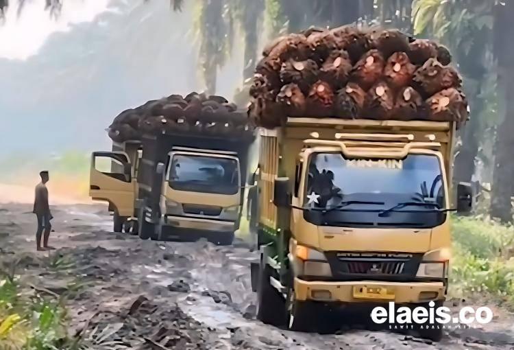 Petani Kelapa Sawit Bengkulu Desak BPDPKS Salurkan Anggaran untuk Pembangunan Jalan Kebun