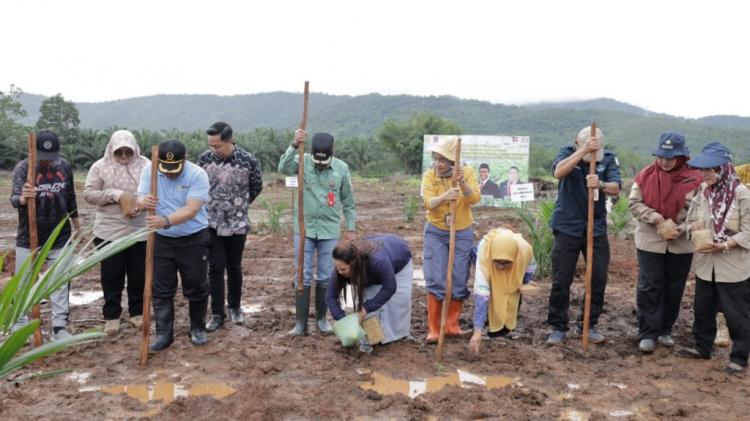 Program Tumpang Sari Padi Gogo-Sawit Tanam Perdana di Tanah Laut