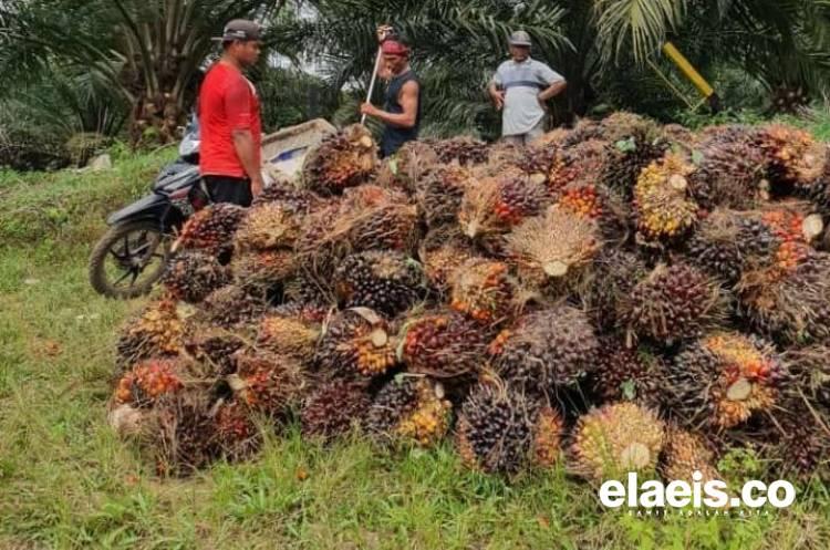 Harga Sawit di Kaltim Naik Jadi Jadi Rp2.466,96/Kg