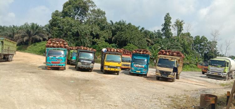 Jumat Berkah, Harga TBS Sawit di Sejumlah PKS Naik Lagi 