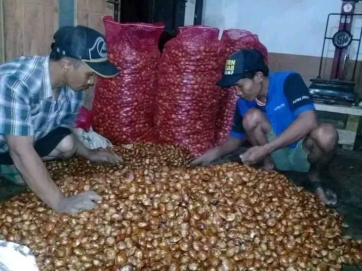 Petani di Bengkulu Tengah Lebih Pilih Menanam Jengkol daripada Kelapa Sawit, Ini Alasannya!