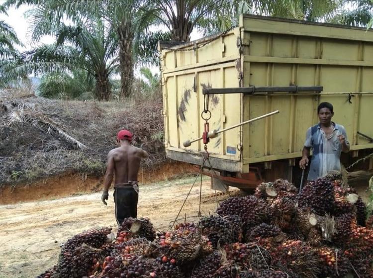 PKS Jangan Bermain Timbangan Sawit