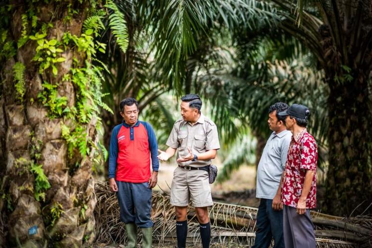 Kemitraan Untungkan Petani Kelapa Sawit, Ini Sebabnya!