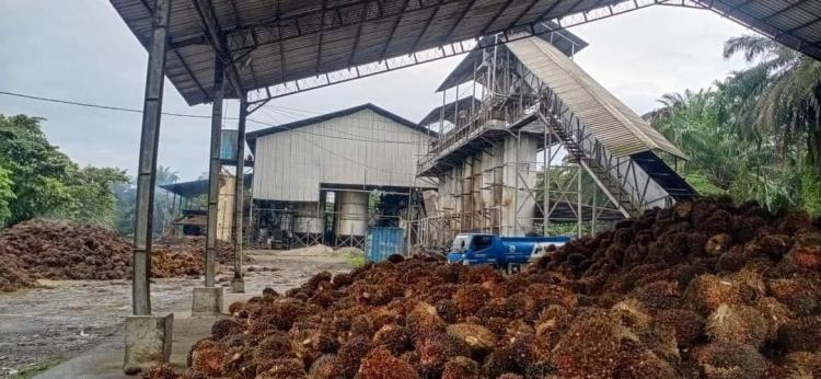 Pabrik Kelapa Sawit di Bengkulu Utara Hentikan Pembelian TBS Menjelang Idul Fitri