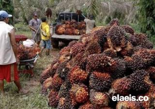 Harga TBS Kelapa Sawit di Bengkulu Naik, Petani Tetap Merugi, Kok Bisa!