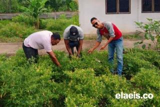 Tanam Cabai, Petani Sawit Bisa Tajir Melintir, Ini Alasannya!