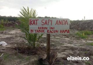 Sapi Meresahkan Petani Sawit di Kabupaten Kaur, Kok Bisa!