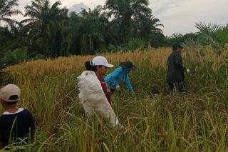 Program Kesatria Diharapkan Jadi Solusi Defisit Beras di Riau