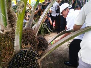 Terluas di Kecamatan Kandis, Begini Sebaran Perkebunan Sawit di Siak