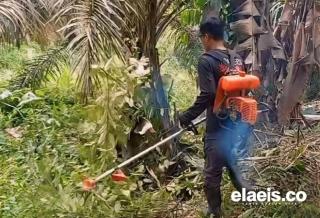Petani di Bengkulu Harus Rutin Bersihkan Kebun Sawit dari Gulma