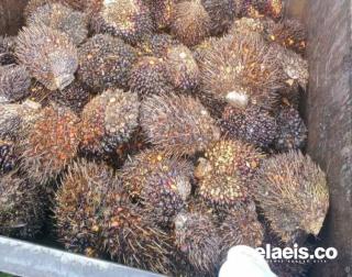 Jelang Ramadan, Harga Kelapa Sawit Sumsel Rp2.604.99/kg