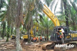 Kurang Dana PSR, Petani di Bengkulu Bisa Ajukan KUR